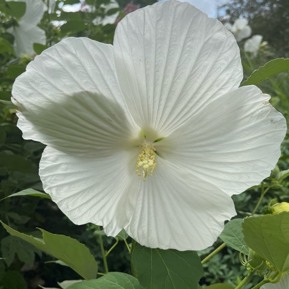 Meet your Posher, E🌸 - Picture 8 of 15